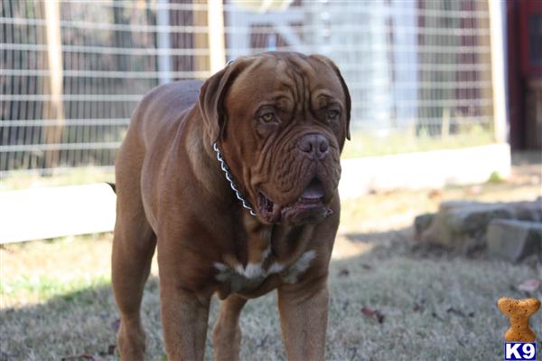 Stud Dogs - Dogue De Bordeaux