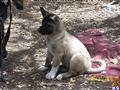 Akita