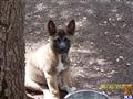 Akita