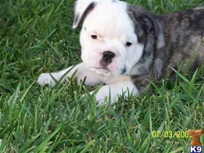 Puppies in Murrieta