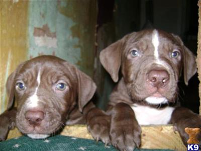 Puppies in BROOKLYN