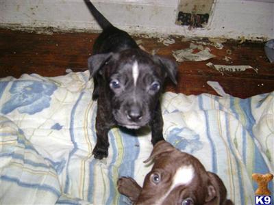 Puppies in BROOKLYN