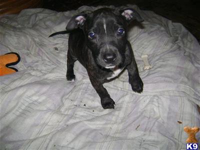 Dogs for Sale in NY