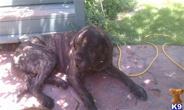 Stud Dogs in CO
