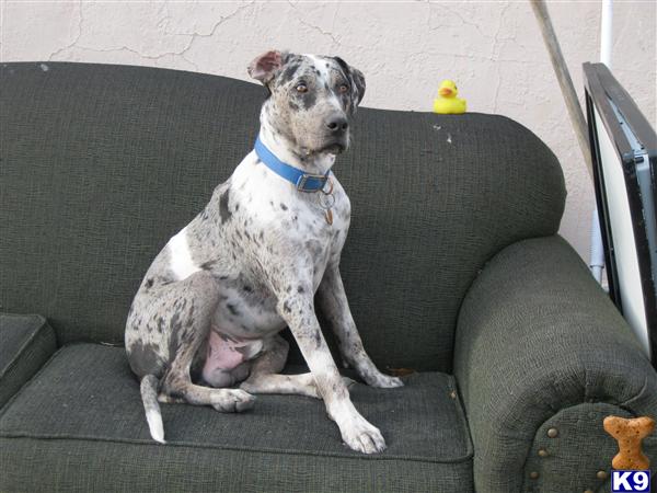 Stud Dogs - Catahoula