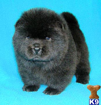 Puppies in OR