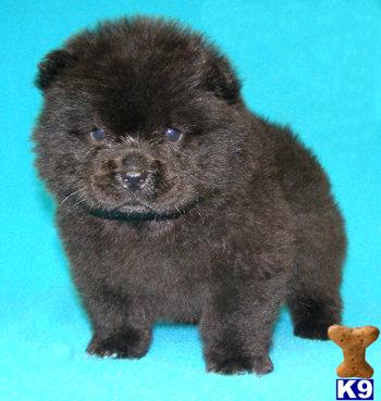 Puppies in OR