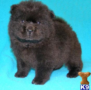 Puppies in OR