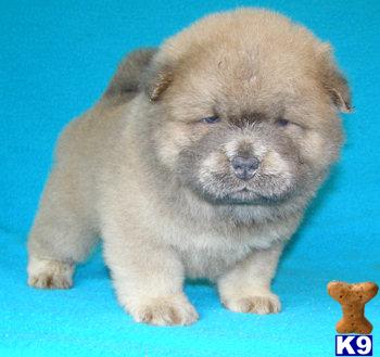 Puppies in OR