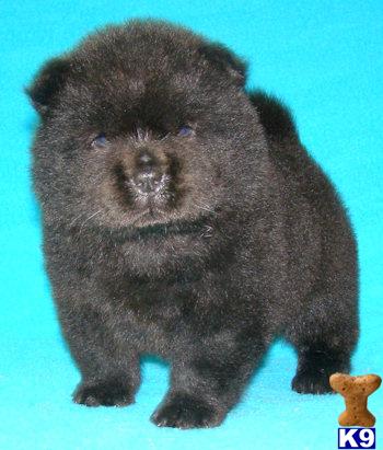 Puppies in OR