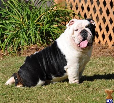 Stud Dogs - Bulldog