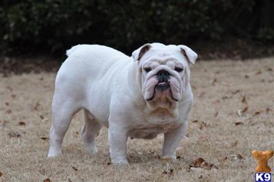 Stud Dogs - English Bulldog