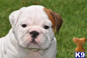 English Bulldog Puppies for Sale