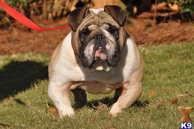 Stud Dogs - Bulldog