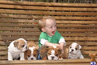 Bulldog Puppies for Sale