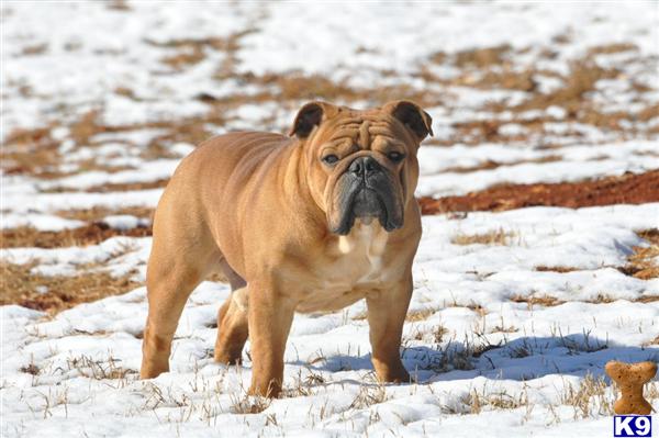 Stud Dogs - Bulldog