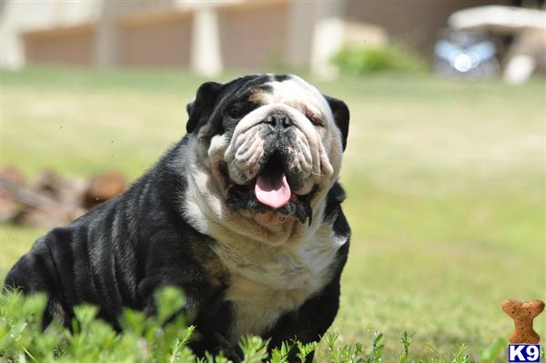 Stud Dogs - English Bulldog