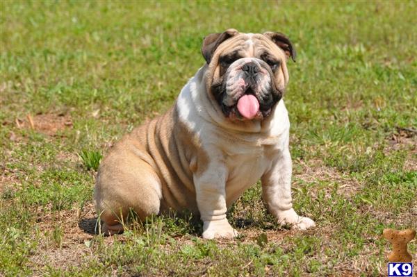 Stud Dogs - Bulldog