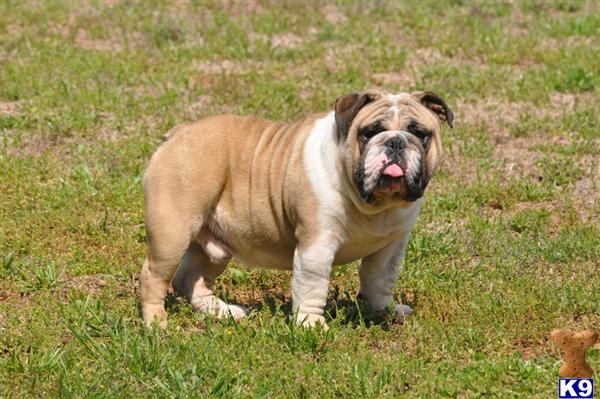 Stud Dogs - English Bulldog