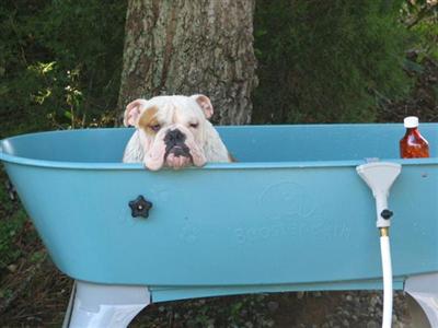 Stud Dogs - English Bulldog
