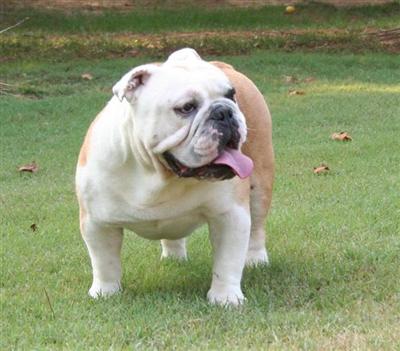 Stud Dogs - English Bulldog