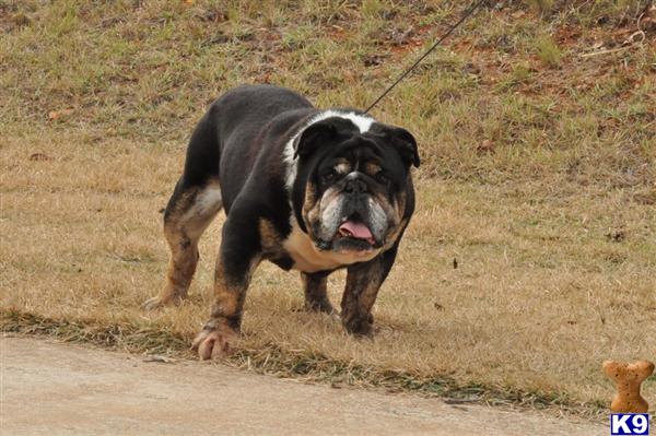 Stud Dogs - Bulldog