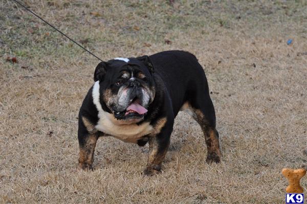 Stud Dogs - English Bulldog