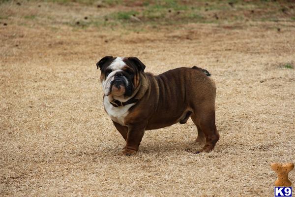 Stud Dogs - English Bulldog
