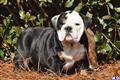 Bulldog