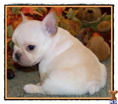 French Bulldog Puppies for Sale