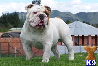 Stud Dogs - Bulldog