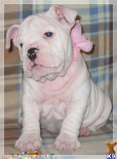 English Bulldog Puppies for Sale