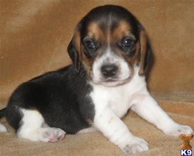 Beagle Puppies for Sale