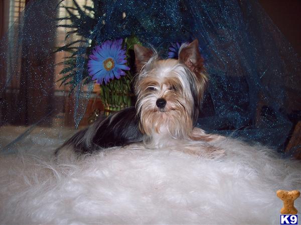 Stud Dogs - Biewer Yorkshire Terriers