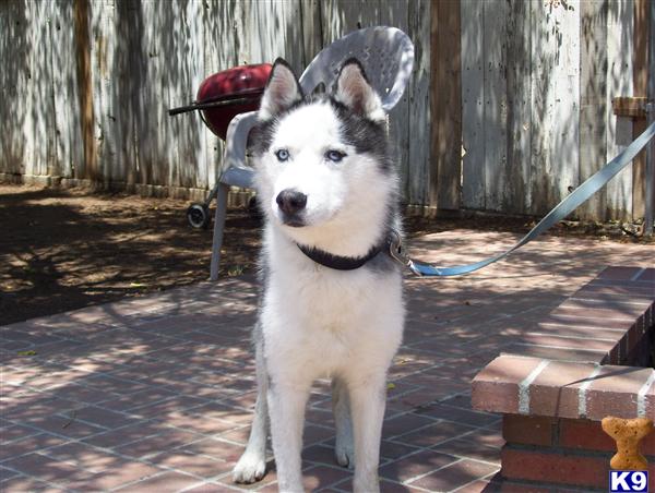 Stud Dogs - Siberian Husky