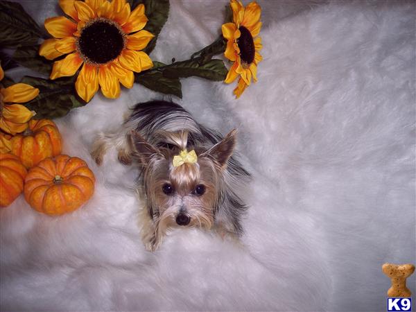 Stud Dogs - Yorkshire Terrier