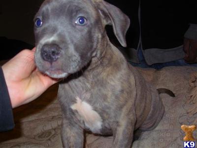 Staffordshire Bull Terrier Puppies