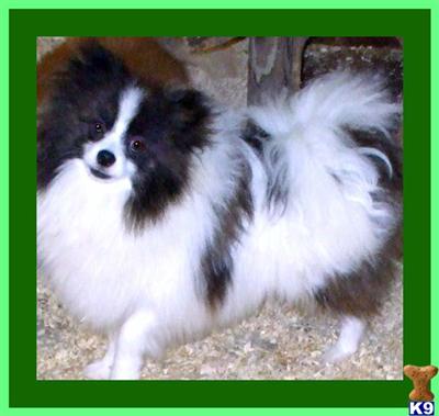 Dogs for Sale