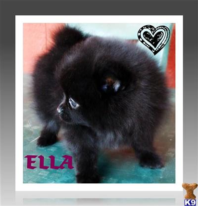 Pomeranian Puppies for Sale