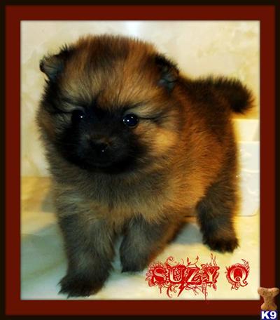 Puppies in NC