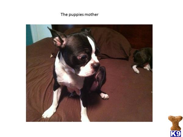 Boston Terrier Puppies