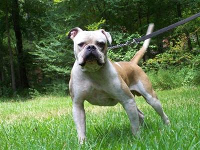 American Bulldog Puppies in TX