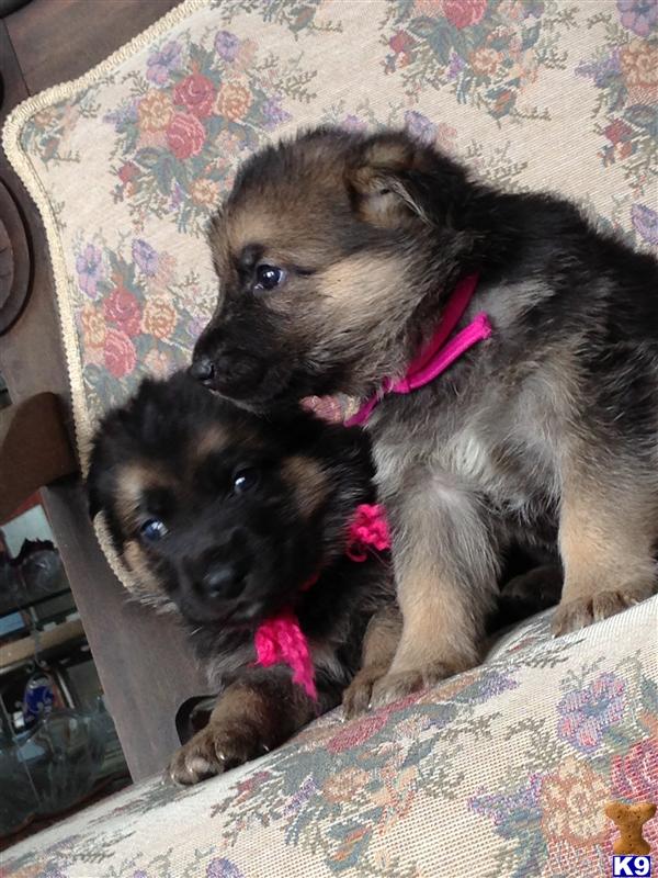 Puppies in ND