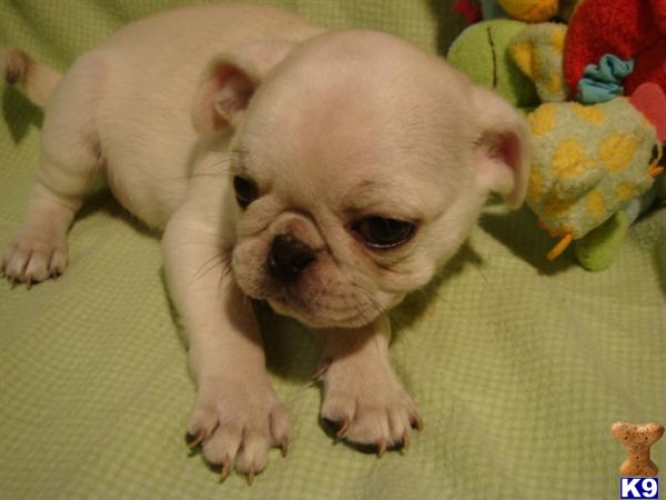Puppies in TN