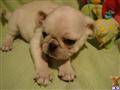 Pug
