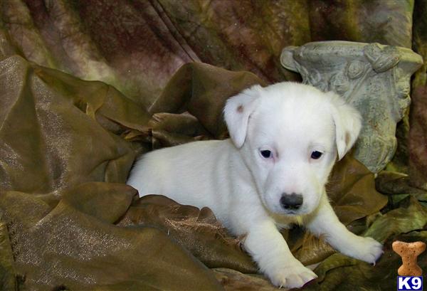Puppies in Pleasant hope