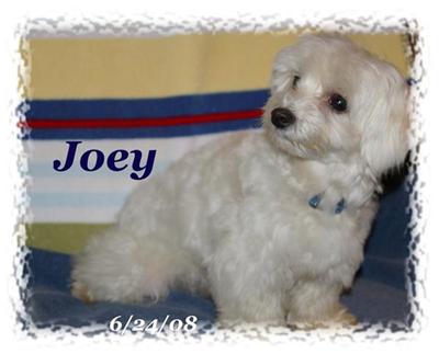 Dogs - Maltese