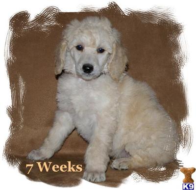 Puppies in OH