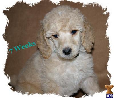 Puppies in OH