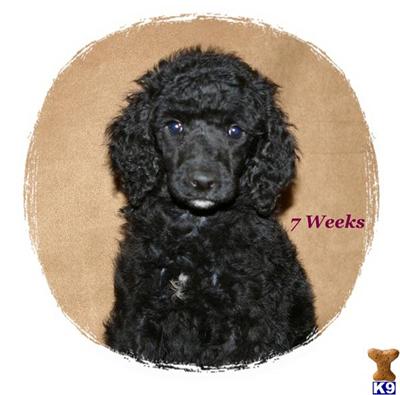 Puppies in OH